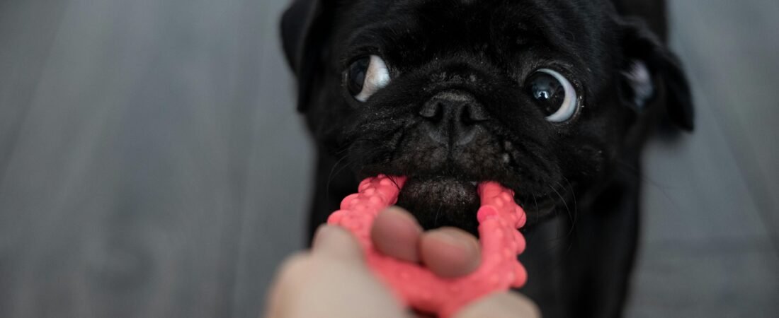 Meilleur jouet pour chiot qui fait ses dents : guide complet et conseils d&rsquo;experts