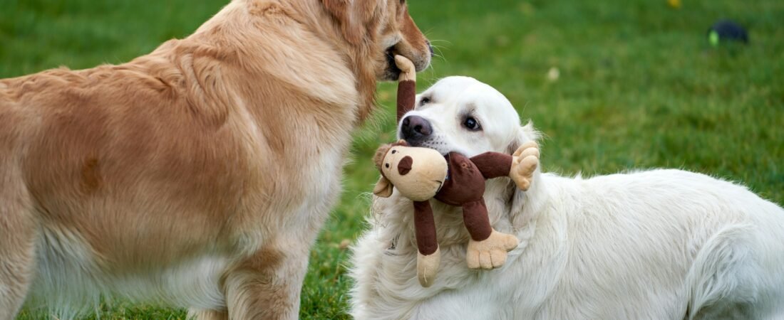 Kong pour chiot : le guide ultime pour une éducation réussie, commandez le vôtre maintenant !