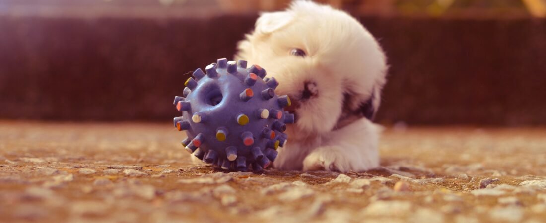 Meilleur jouet pour chiot : le guide complet pour un développement harmonieux