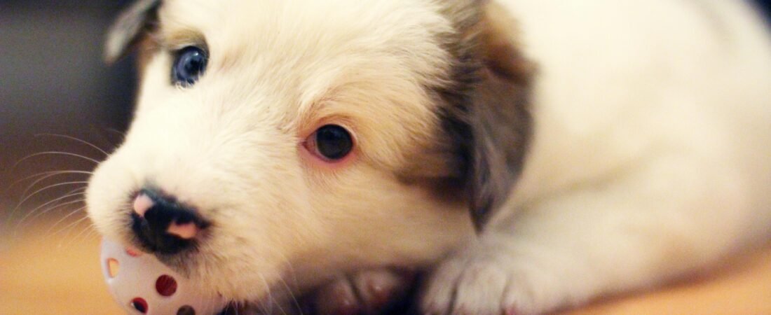 Jouet pour chien : optimisez sa santé mentale avec nos experts – Achetez le vôtre