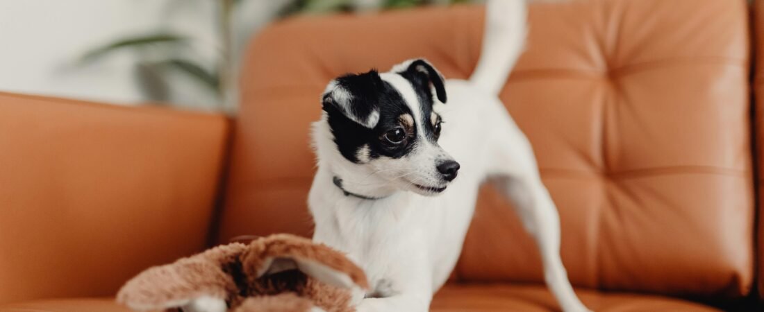 Doudou chiot : l’accessoire indispensable pour une transition sereine vers sa nouvelle vie