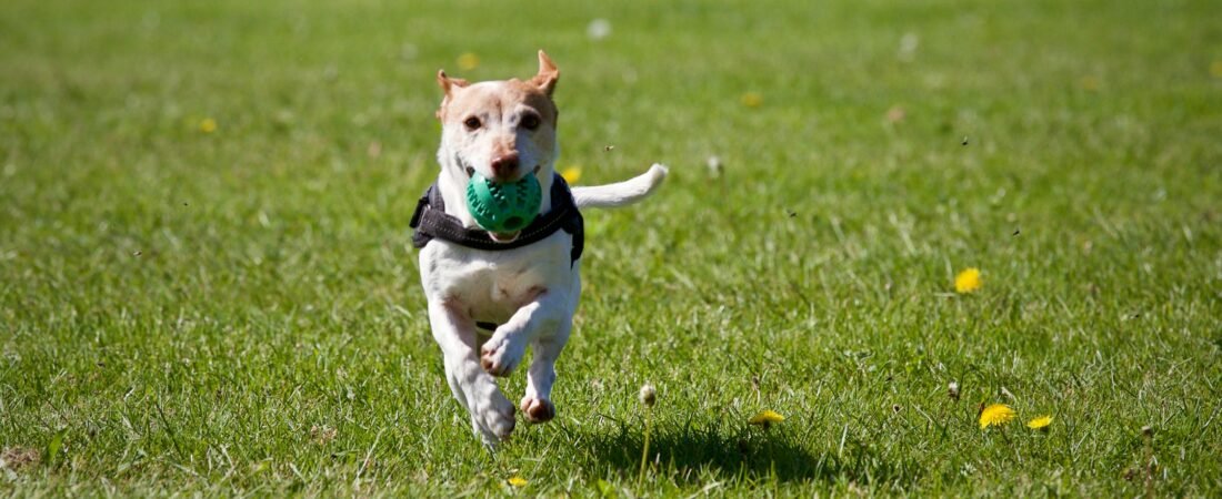 Balle chien kong : Le secret d’un animal épanoui – Commandez la vôtre maintenant !