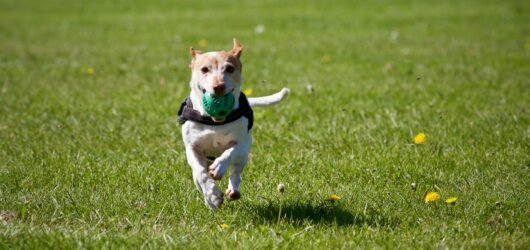 Balle chien kong : Le secret d&rsquo;un animal épanoui – Commandez la vôtre maintenant !